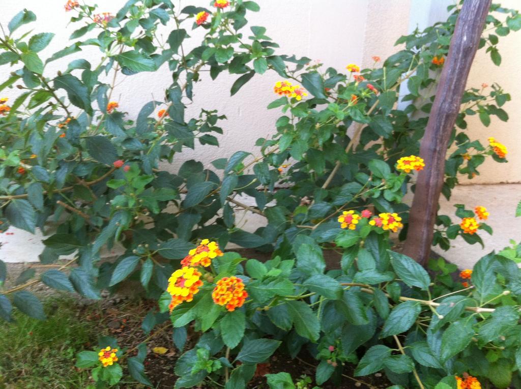 Guesthouse Liska โมสตาร์ ภายนอก รูปภาพ